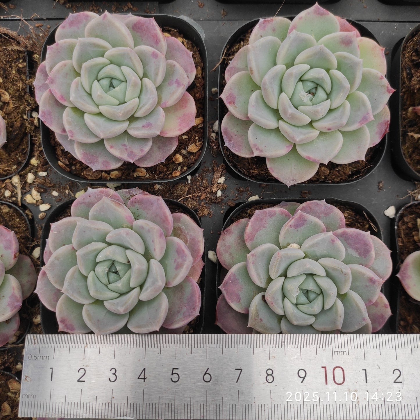 80537 Echeveria White Dews (6.5cm pot size)