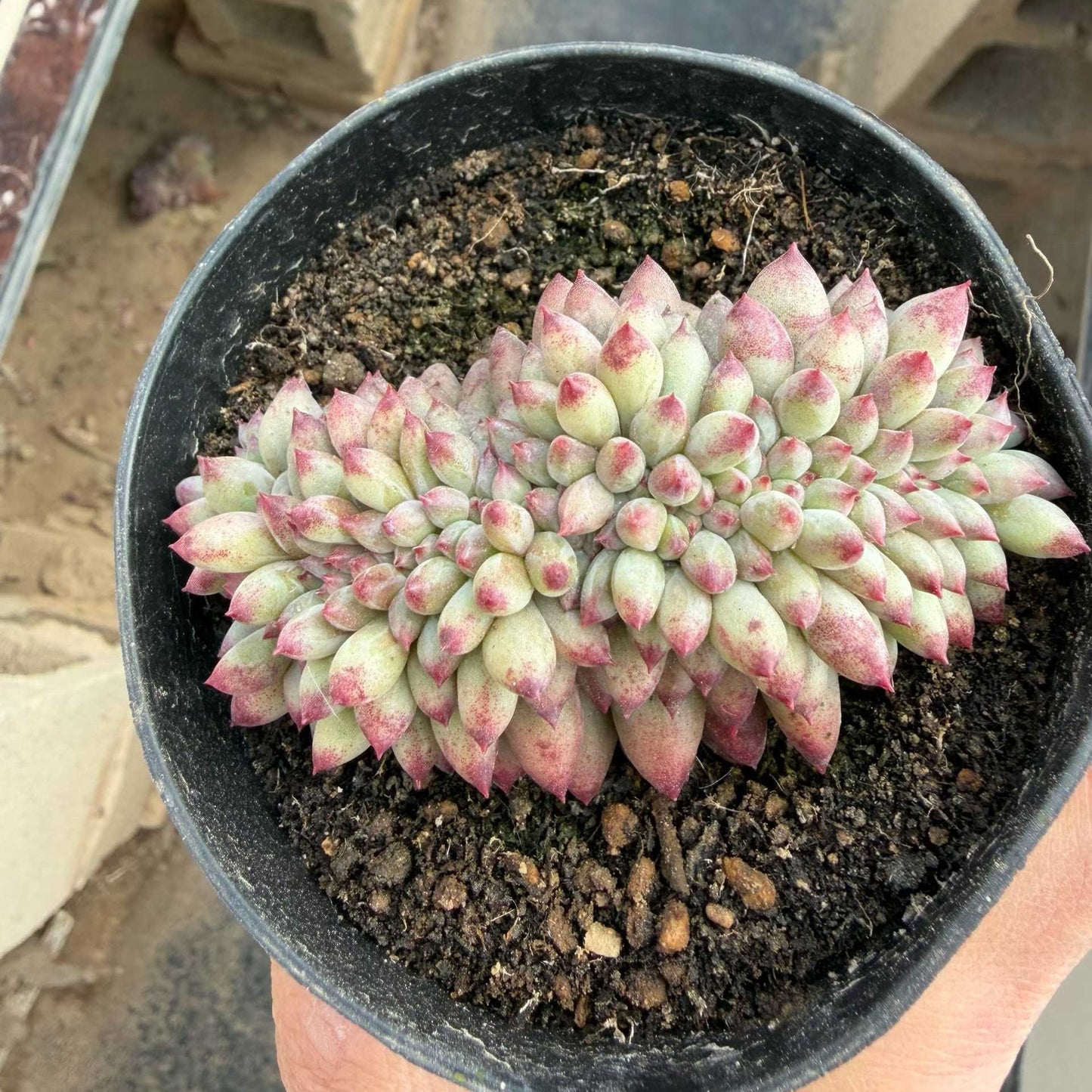 25780 Echeveria Corn Poppy Cristata (12cm pot size)