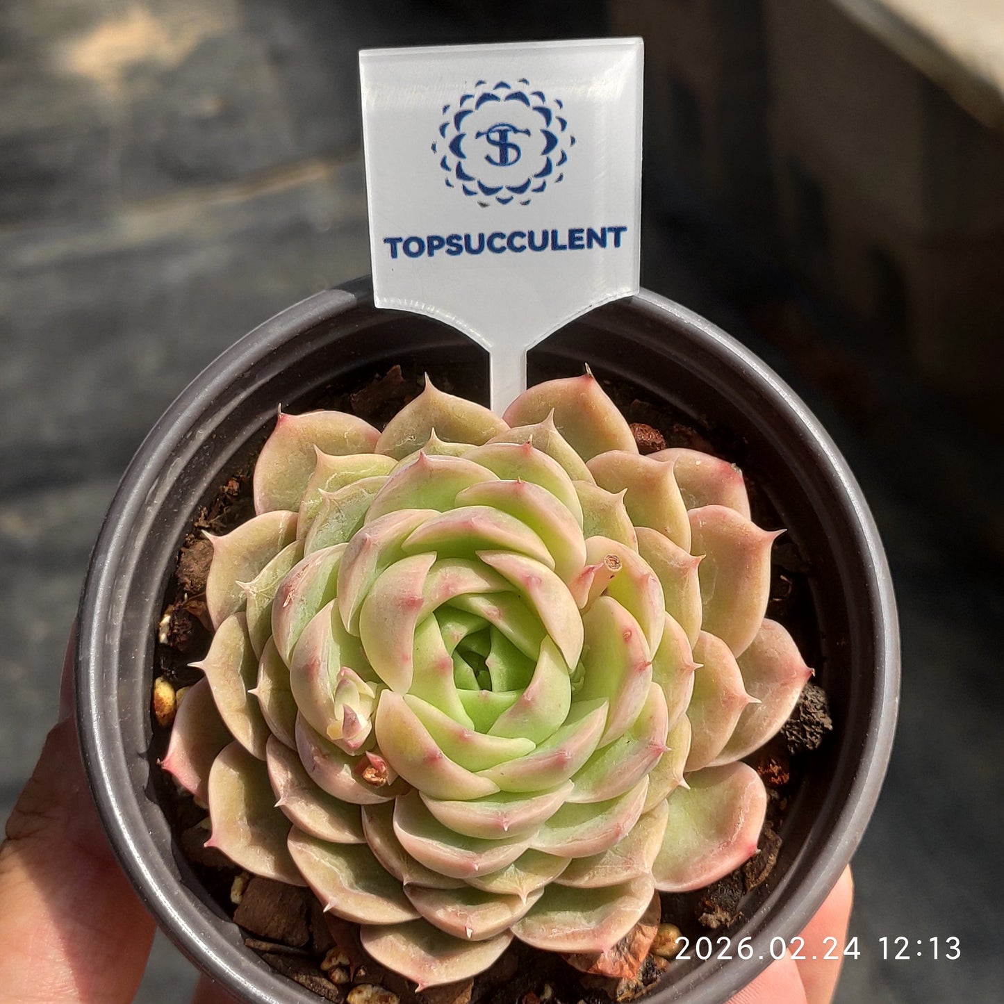 T1136 Echeveria Onslow (9cm pot size)