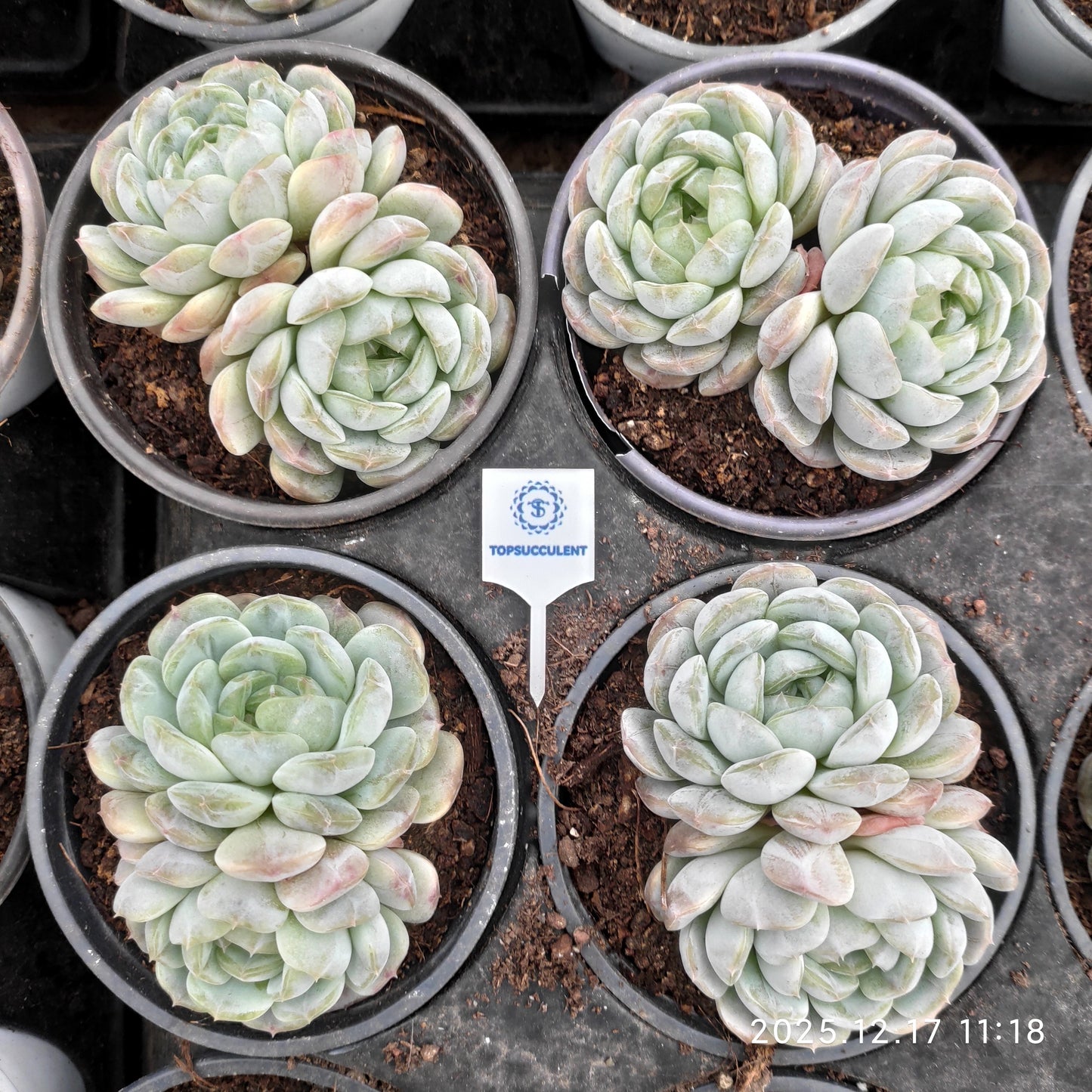 23712 Echeveria White Lover (9cm pot size)