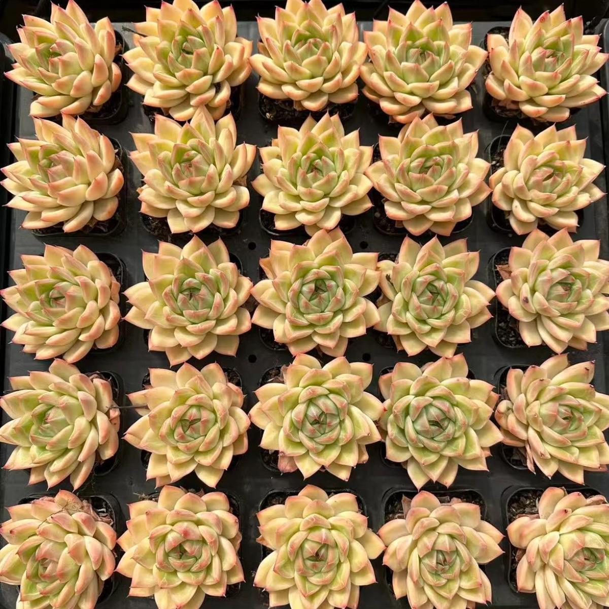 22649 Echeveria Bangkok Royal Palace (7cm pot size)