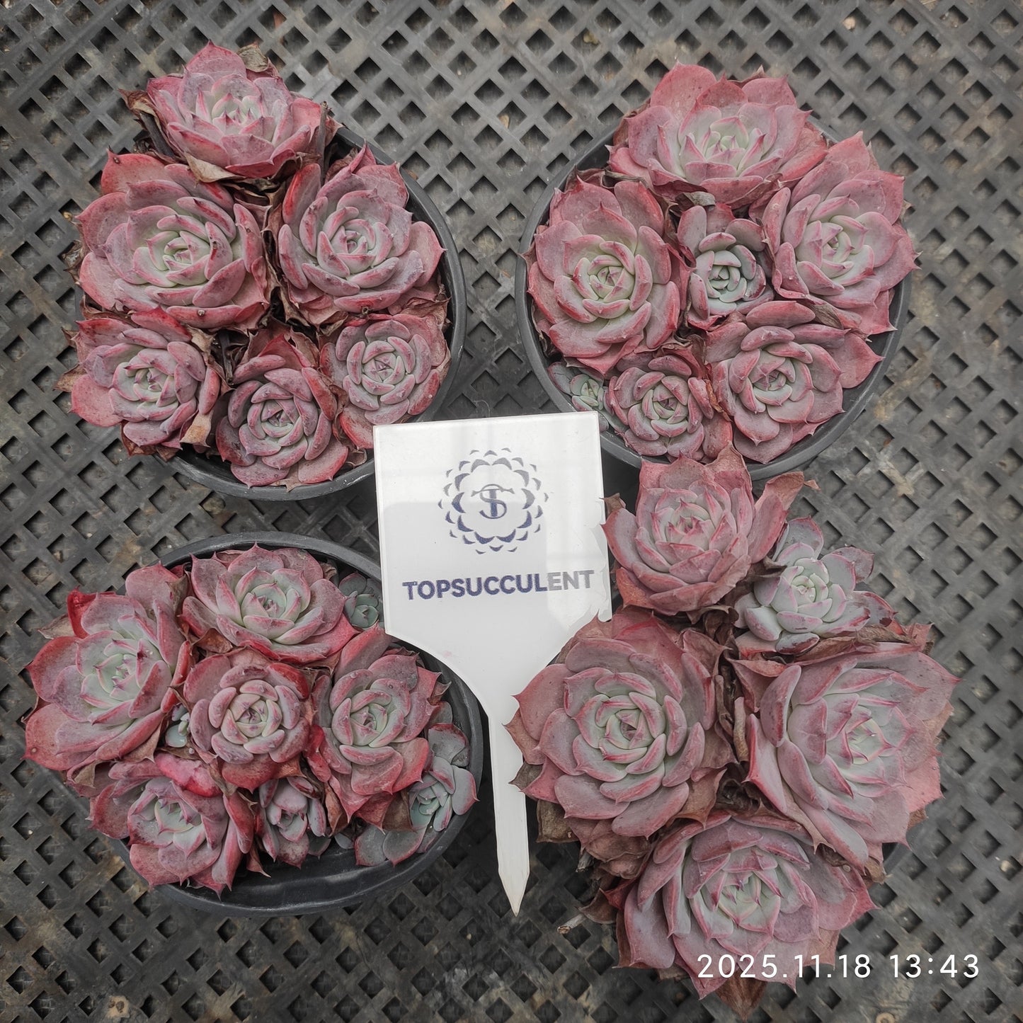 22895 Echeveria Laulensis (9cm pot size)