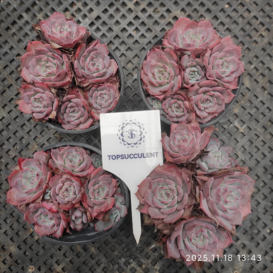 22895 Echeveria Laulensis (9cm pot size)
