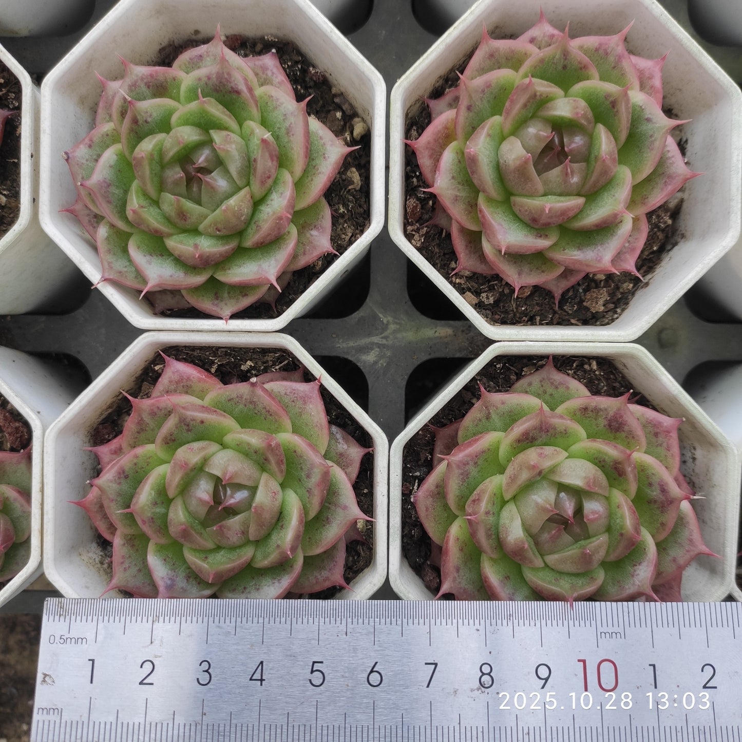 16088 Echeveria Bella Eyelash (7cm pot size)
