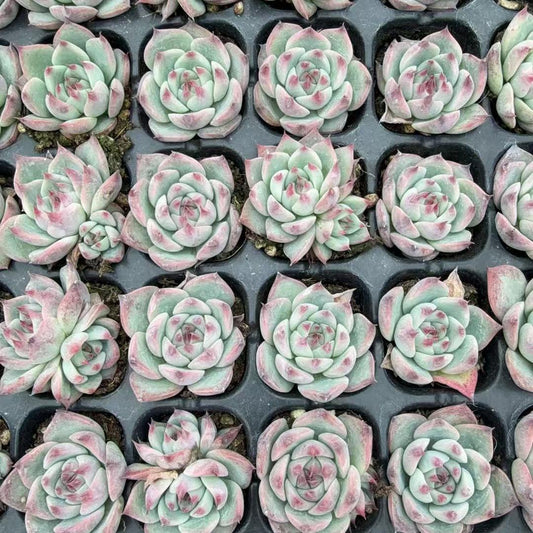 22254 Echeveria Chihuahuaensis (3cm pot size)