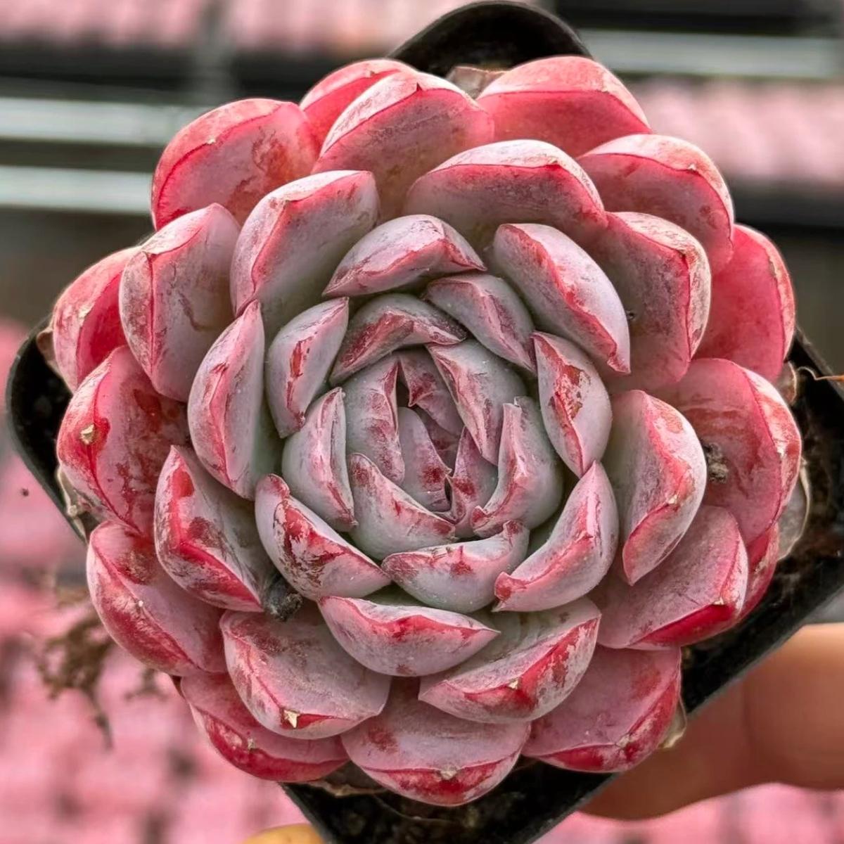 22996 Echeveria Pink Panther (6cm pot size)