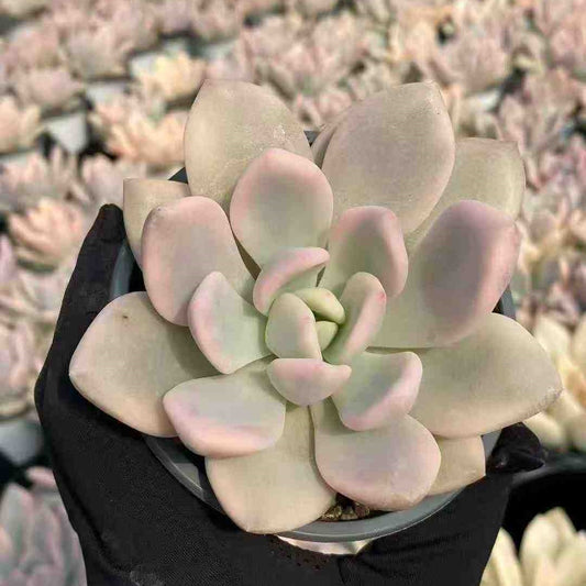 9308 Echeveria Opalina Variegated (9cm pot size)