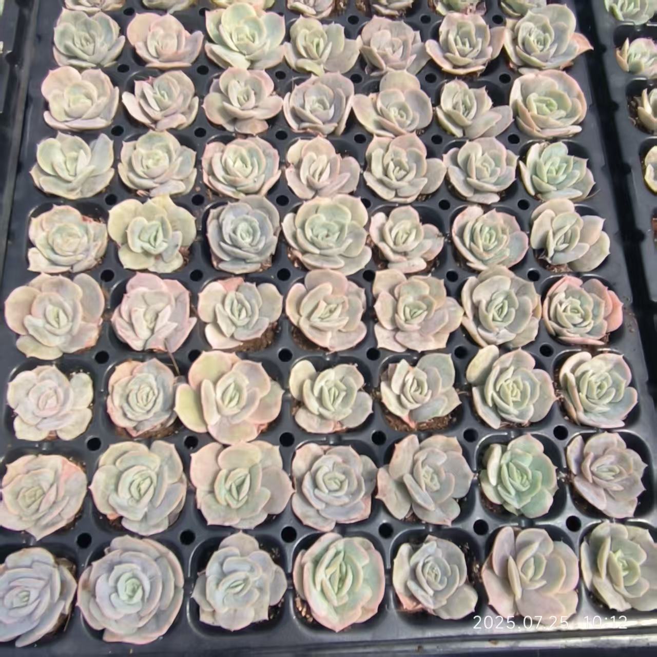 14212 Echeveria Blue Surprise (3cm pot size)