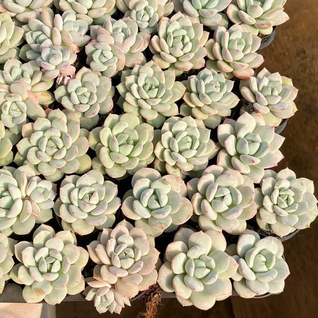 22787 Echeveria Star Monroe Hyb (5.5cm pot size)
