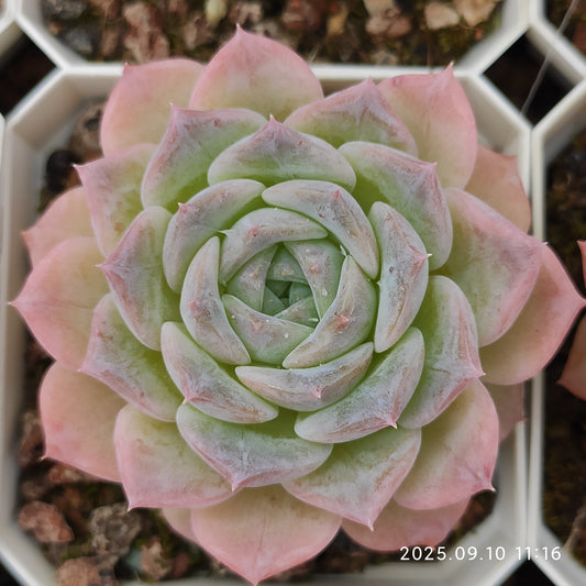 HG021 Echeveria Malgan x Queen(7cm pot size)