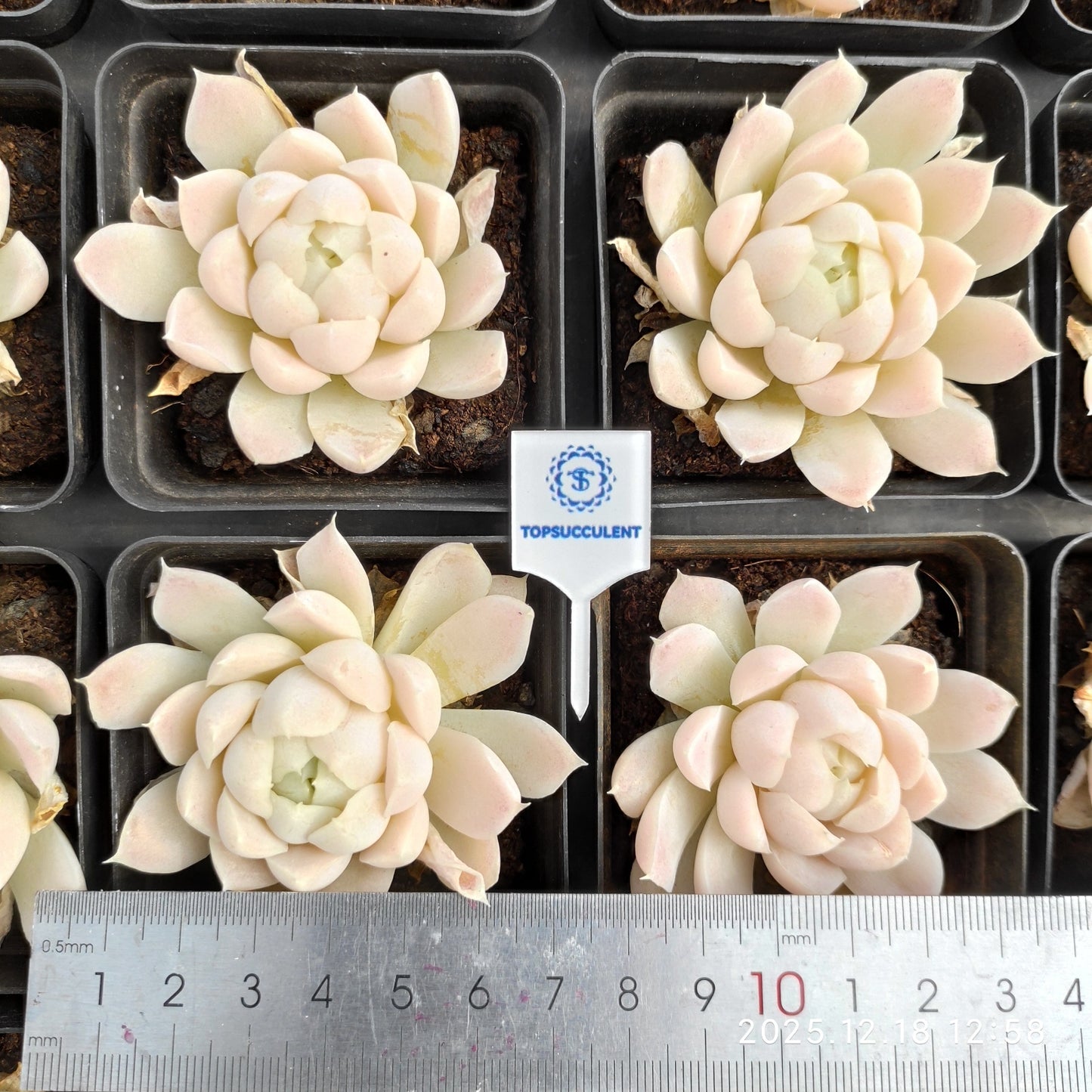 15355 Echeveria Hughmillus (7cm pot size)