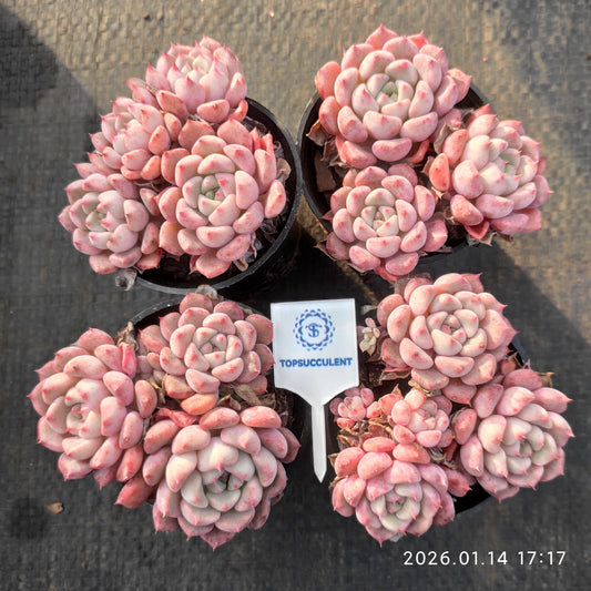 18282 Echeveria Cute Bubble (5.5cm pot size)