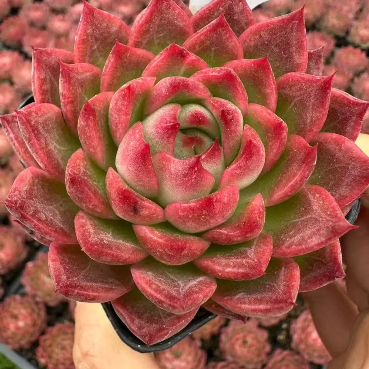 22070 Echeveria Vivi (5cm pot size)