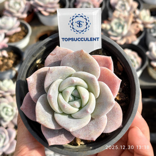 12225 Echeveria Sakura Snow (9cm pot size)