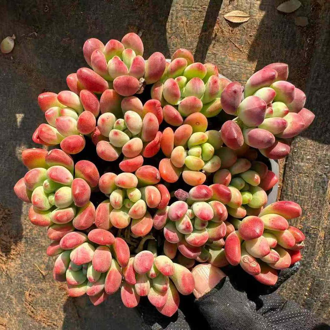 24235 Echeveria Tom Cat (12cm pot size)