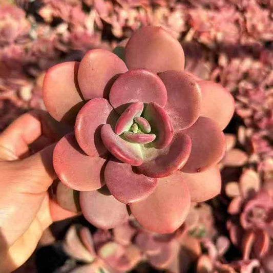 25046 Echeveria Red Milk Tea (12cm pot size)
