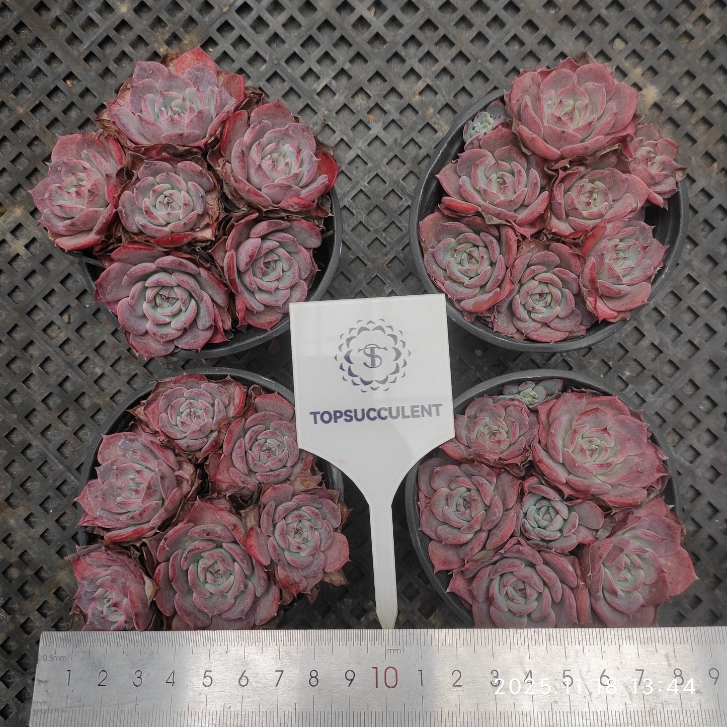 22895 Echeveria Laulensis (9cm pot size)