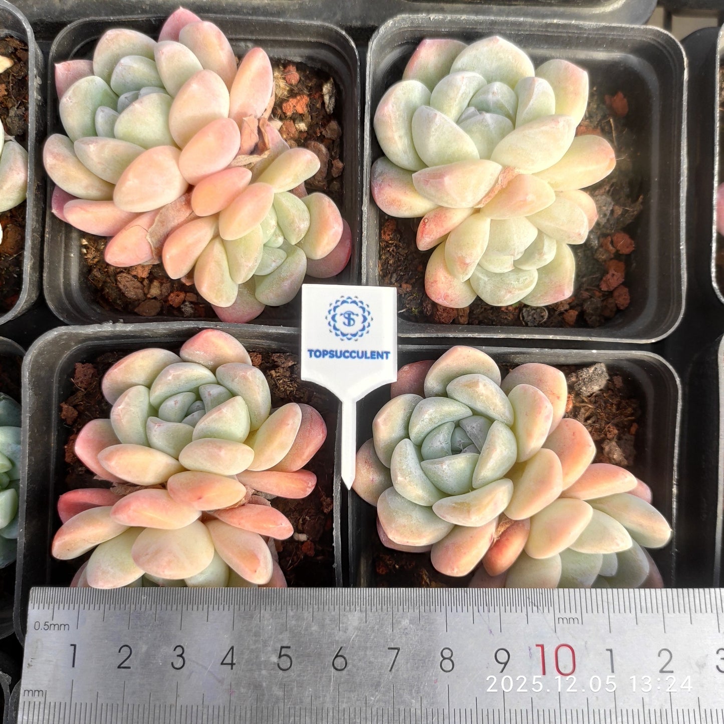 23306 Echeveria Ice Green (7cm pot size)