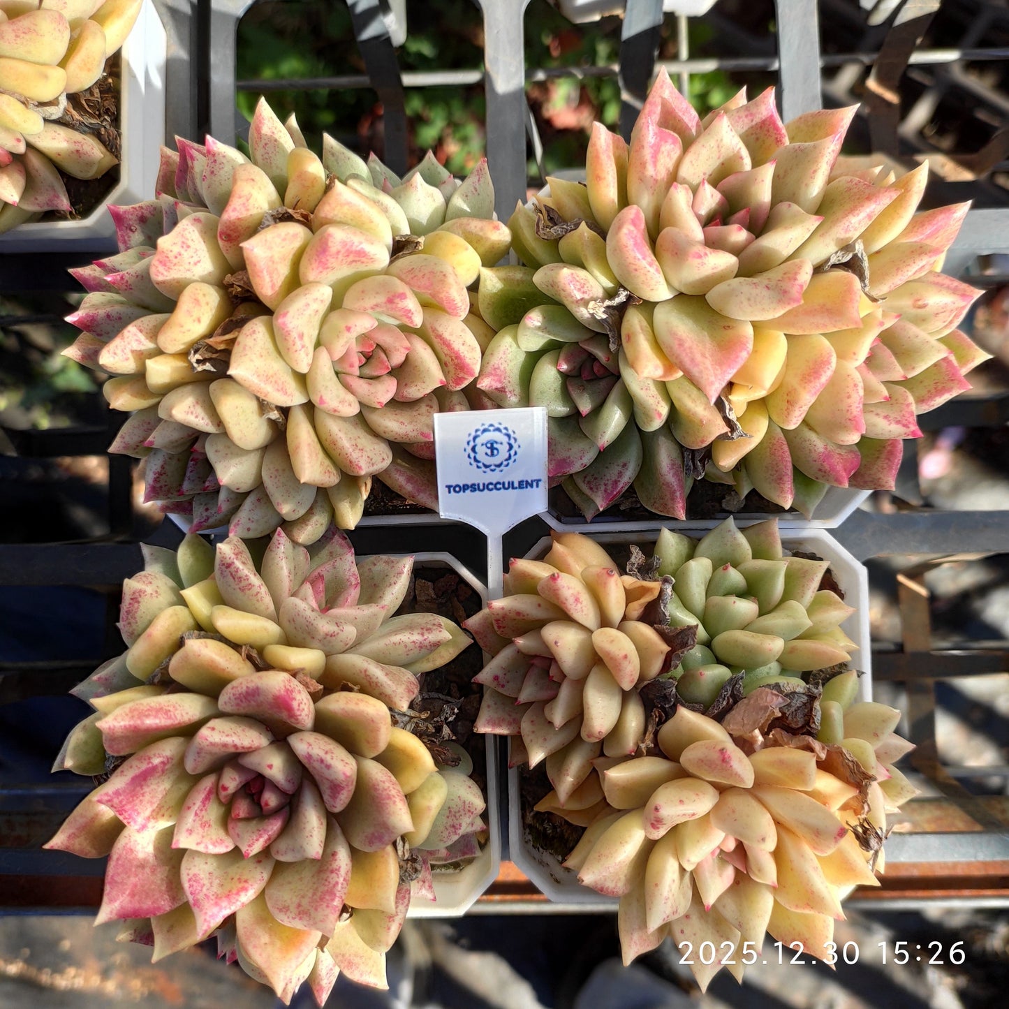 24137 Echeveria Arijie (7cm pot size)