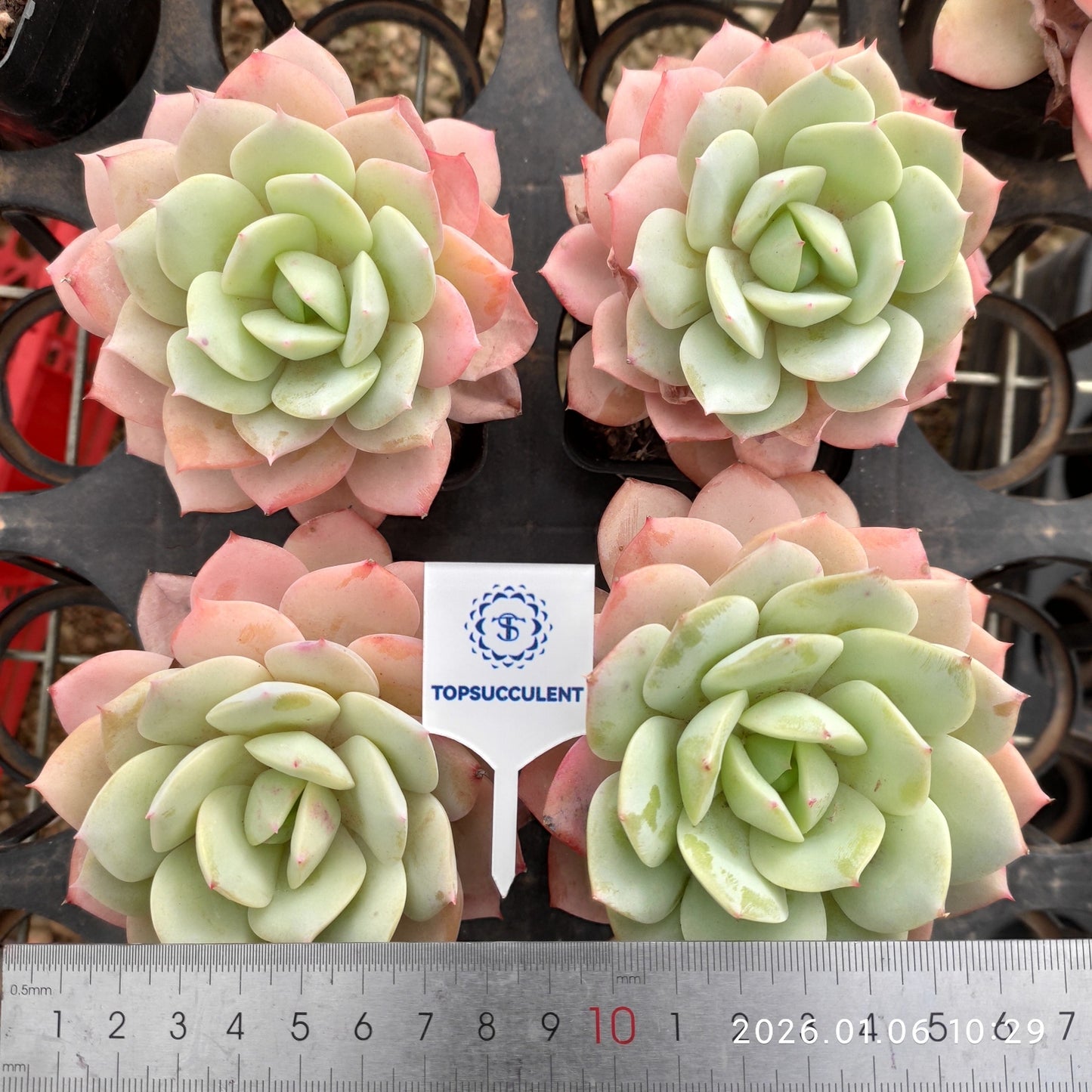22258 Echeveria Love Tune (7cm pot size)
