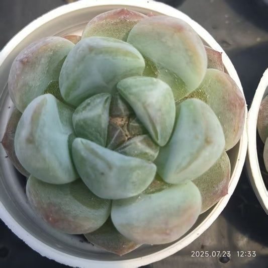 XL040 Echeveria Fortitude(5cm pot size)