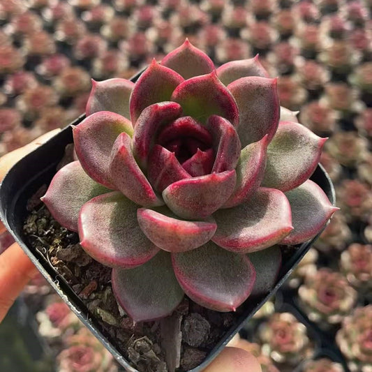 25775 Echeveria Ebony Plum (7cm pot size)