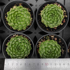 DQ173 Haworthia Cooperi var. Picturata(9cm pot size)