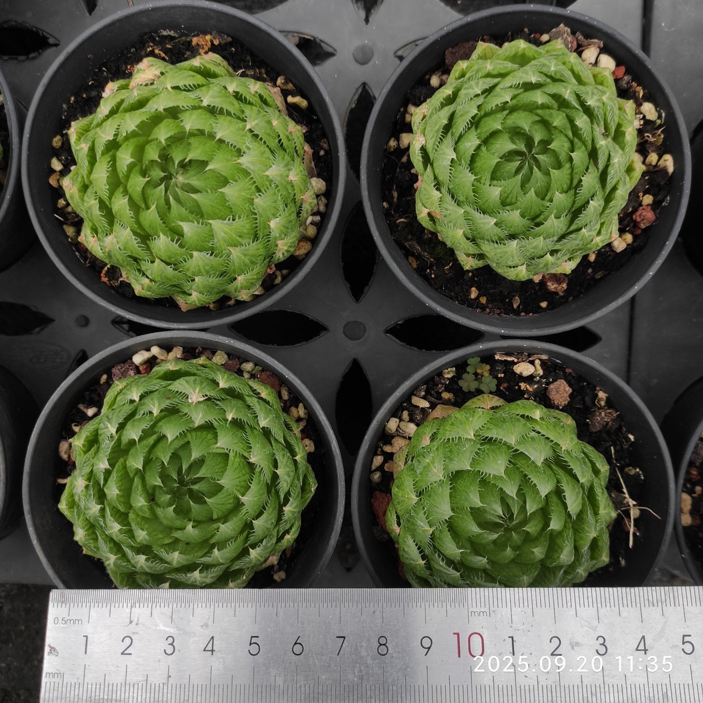 DQ173 Haworthia Cooperi var. Picturata(9cm pot size)