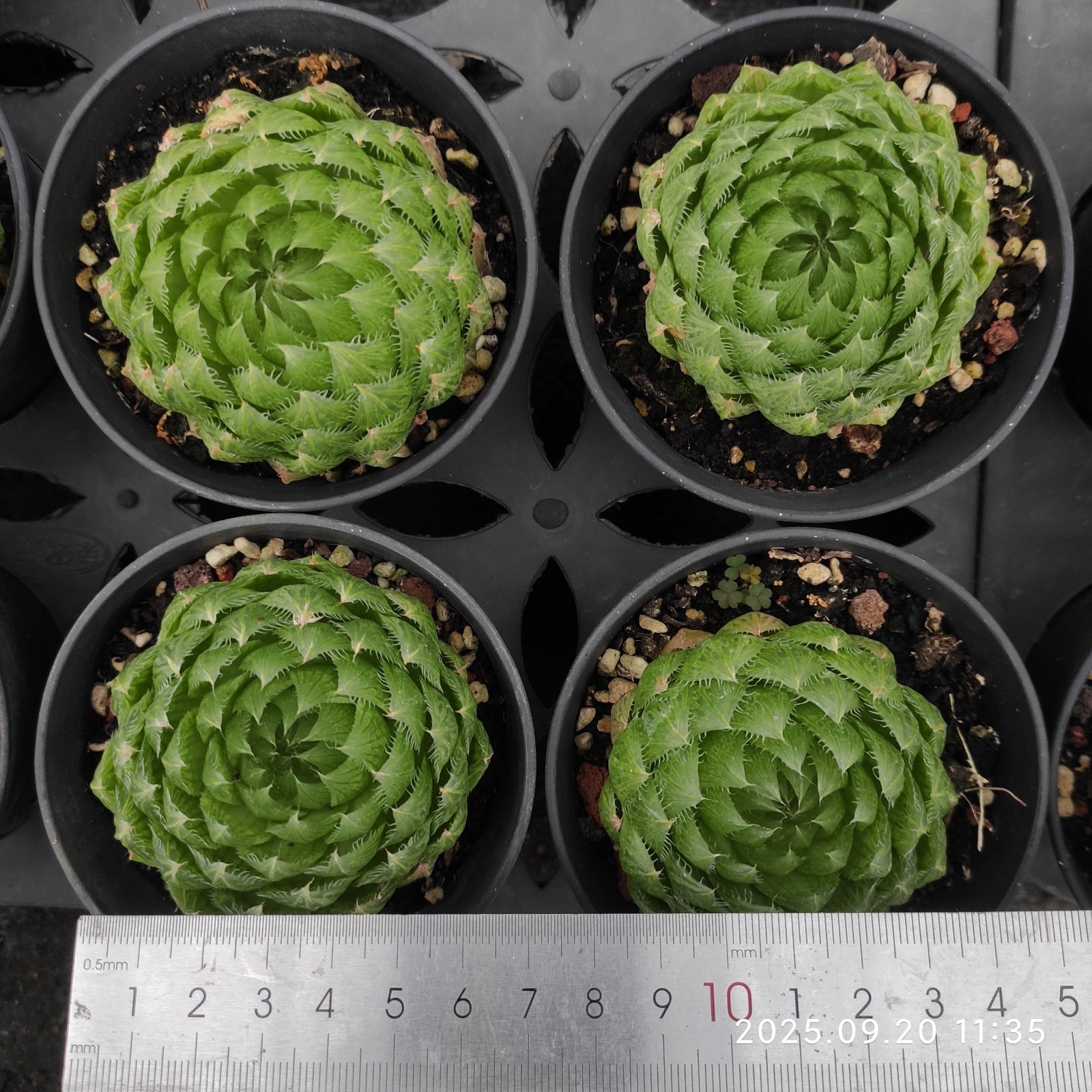 DQ173 Haworthia Cooperi var. Picturata(9cm pot size)