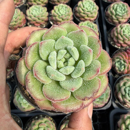 24722 Echeveria Carol (9cm pot size)