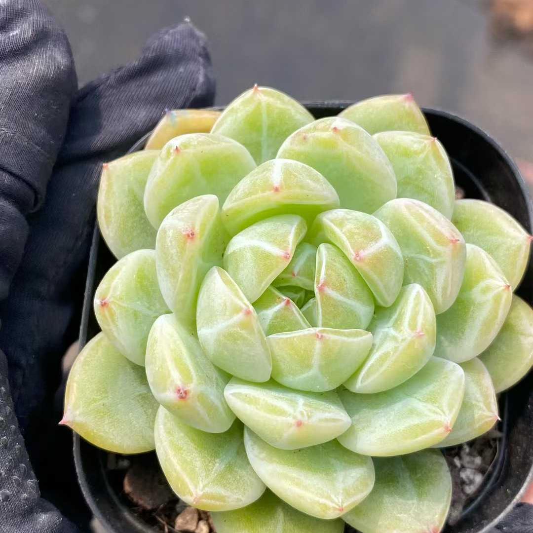 360429 Echeveria Snowflake Jenny (6.3cm pot size)
