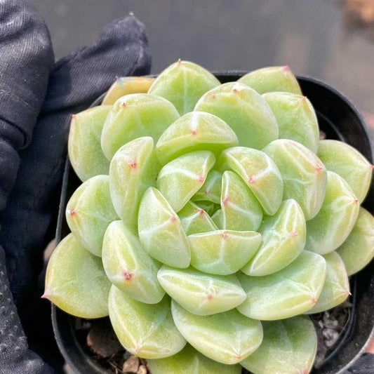 360429 Echeveria Snowflake Jenny (6.3cm pot size)