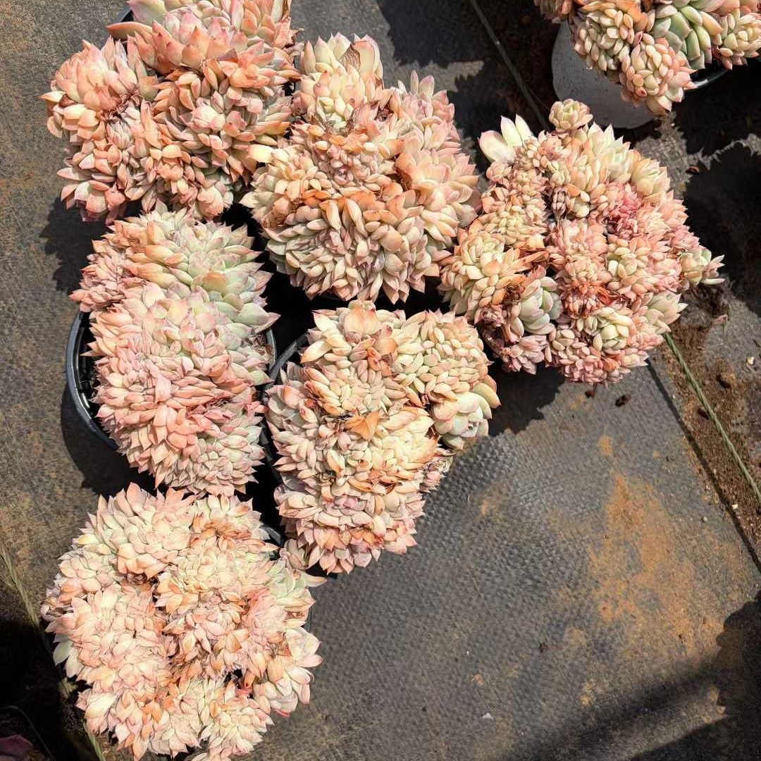 360798 Echeveria Suryeon Cristata (9cm pot size)
