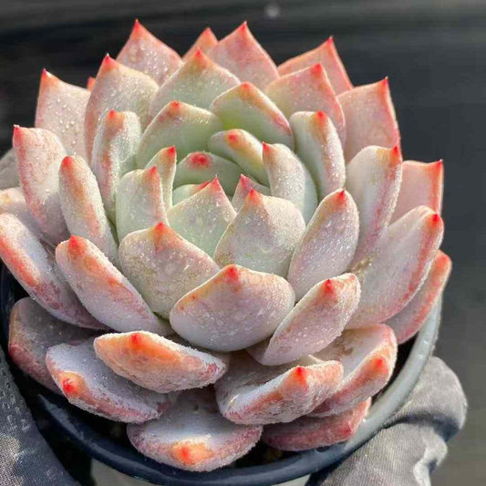 360435 Echeveria Nanette Rose (9cm pot size)