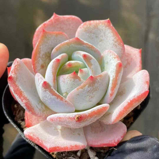 360433 Echeveria Velvet Rosette (6.3cm pot size)