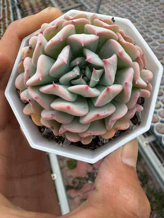 265069 Echeveria Flying Boy (7cm pot size)