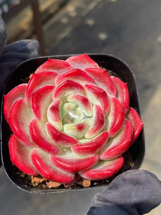 361764 Echeveria Ruby Snow (6.3cm pot size)
