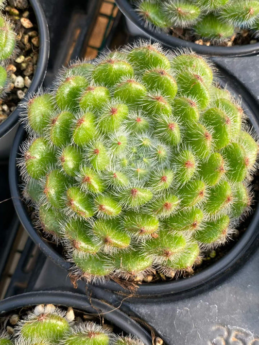 361735 Echeveria Golden Fruit (9cm pot size)