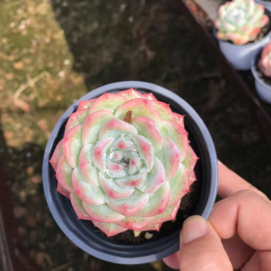 362126 Echeveria Pink Monroe (11cm pot size)