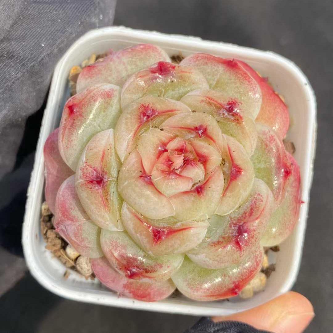 24837 Echeveria Peach Cake (5.5cm pot size)