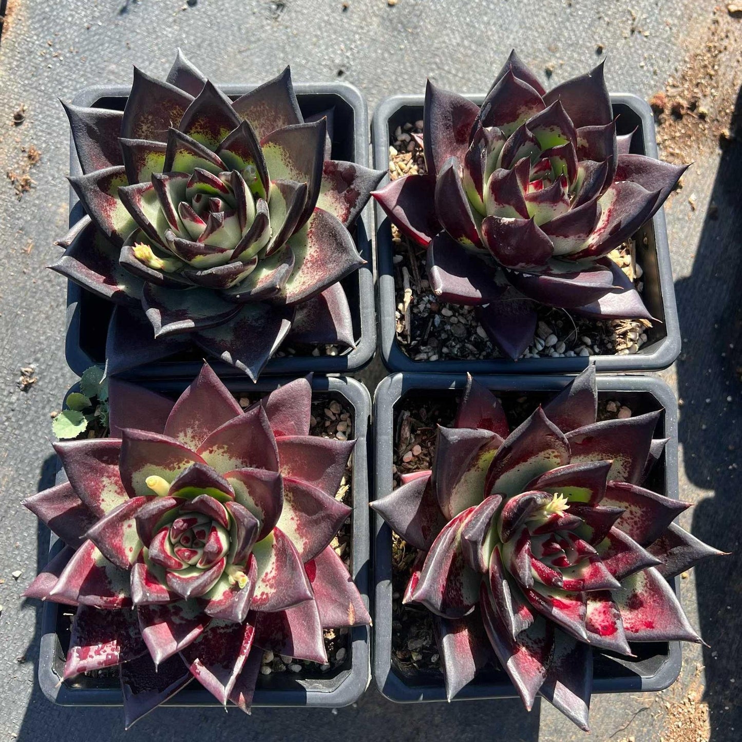 25271 Echeveria Dark Lord (12cm pot size)