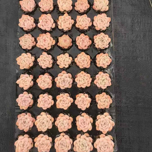 24587 Echeveria Suryeon (5cm pot size)