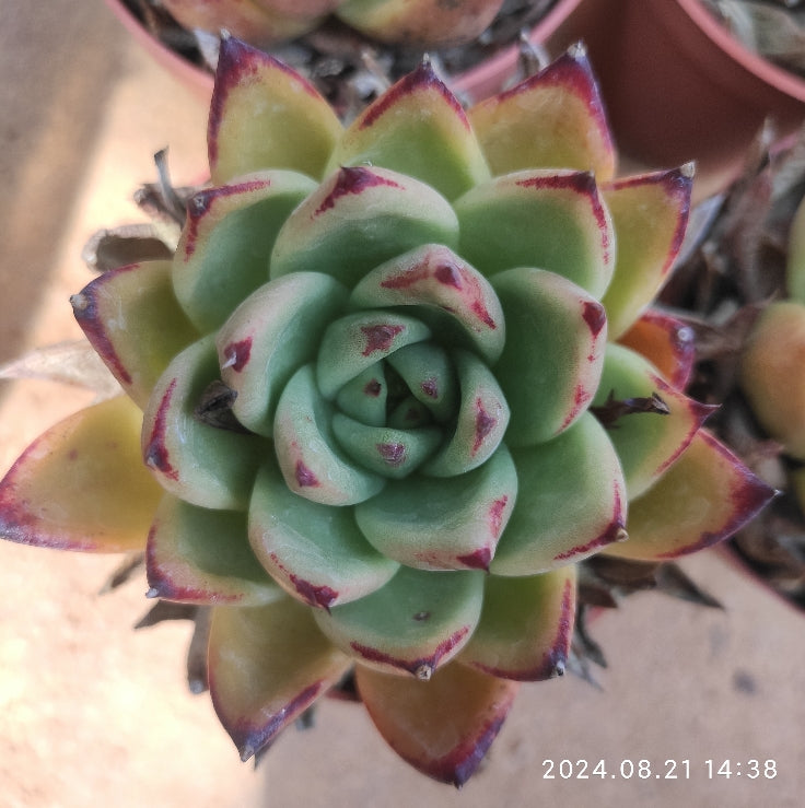 HWQ038 Echeveria Ebony