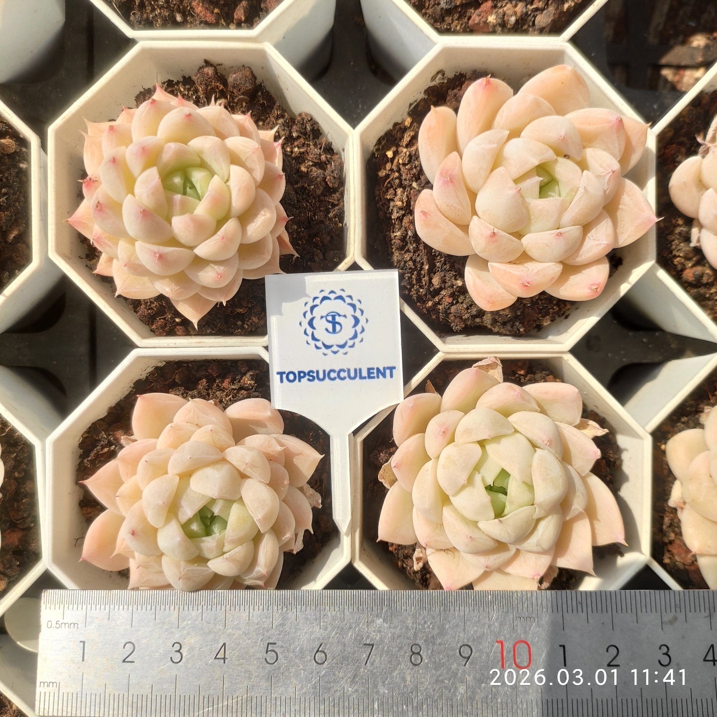 11688 Echeveria Glacier (7cm pot size)