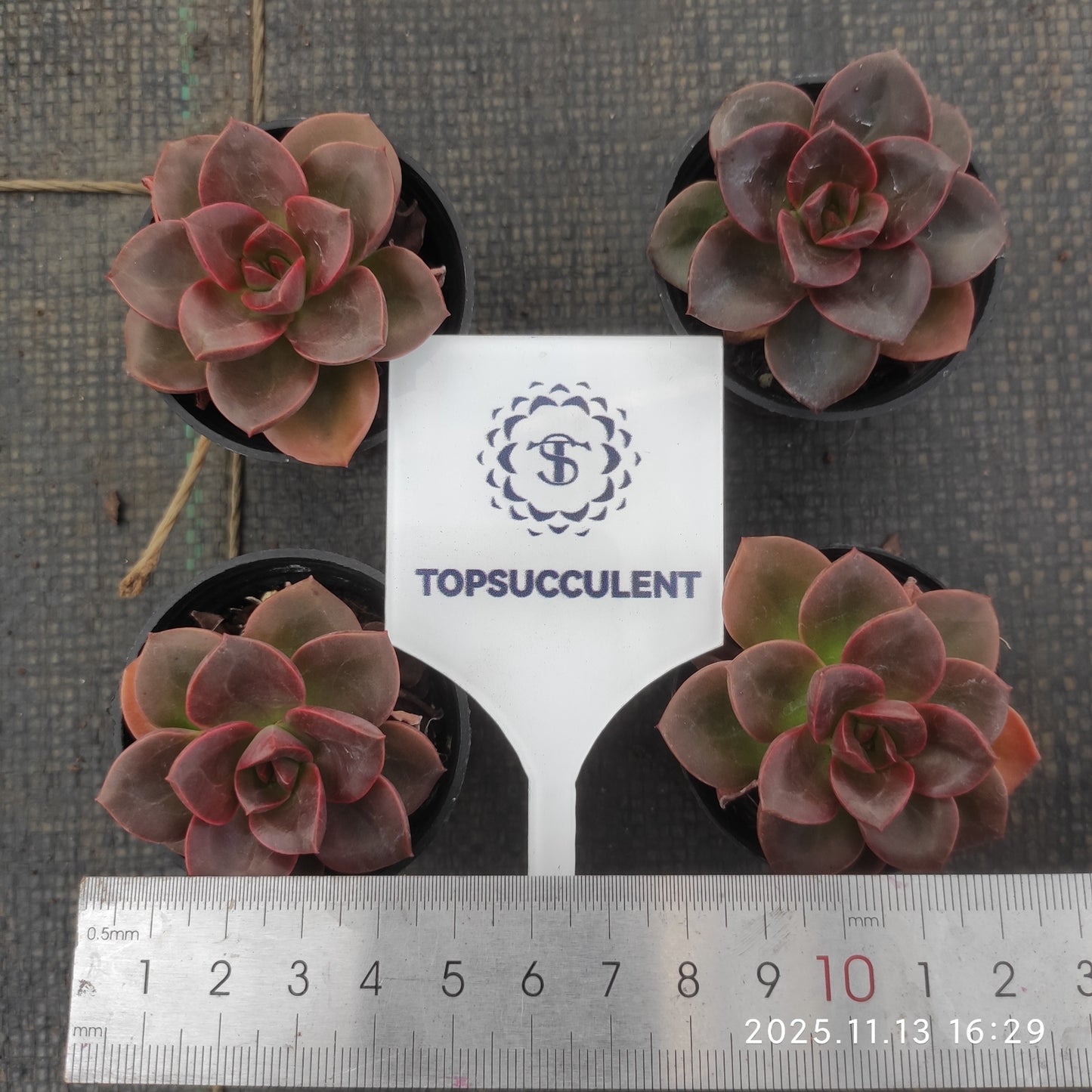 11476 Echeveria Chocolate (5.5cm pot size)