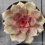 ZZA345 Echeveria Blaze Rose(9cm pot size)