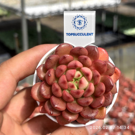11552 Echeveria Pink Rubby (5.5cm pot size)