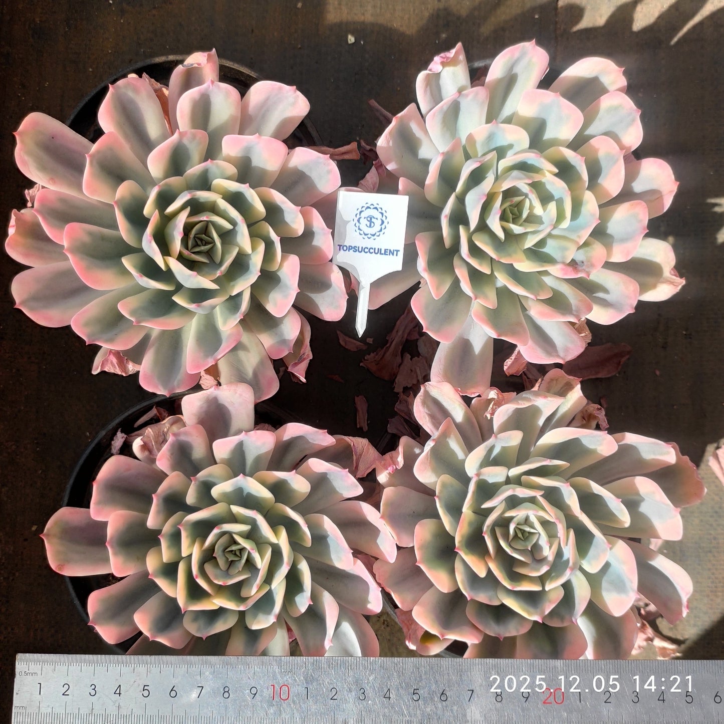 22097 Echeveria Imbricata Variegated (18cm pot size)
