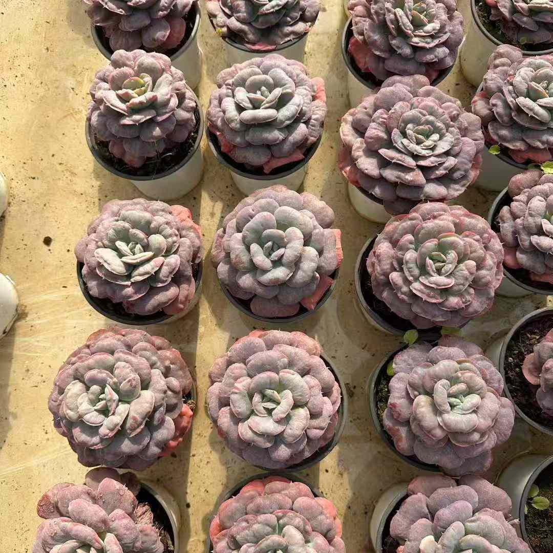 25760 Echeveria Heart Delight (11cm pot size)