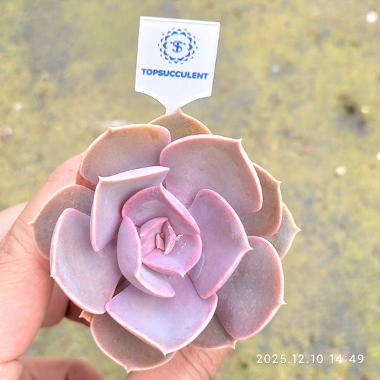 23341 Echeveria Perle von Nurnberg (5.5cm pot size)